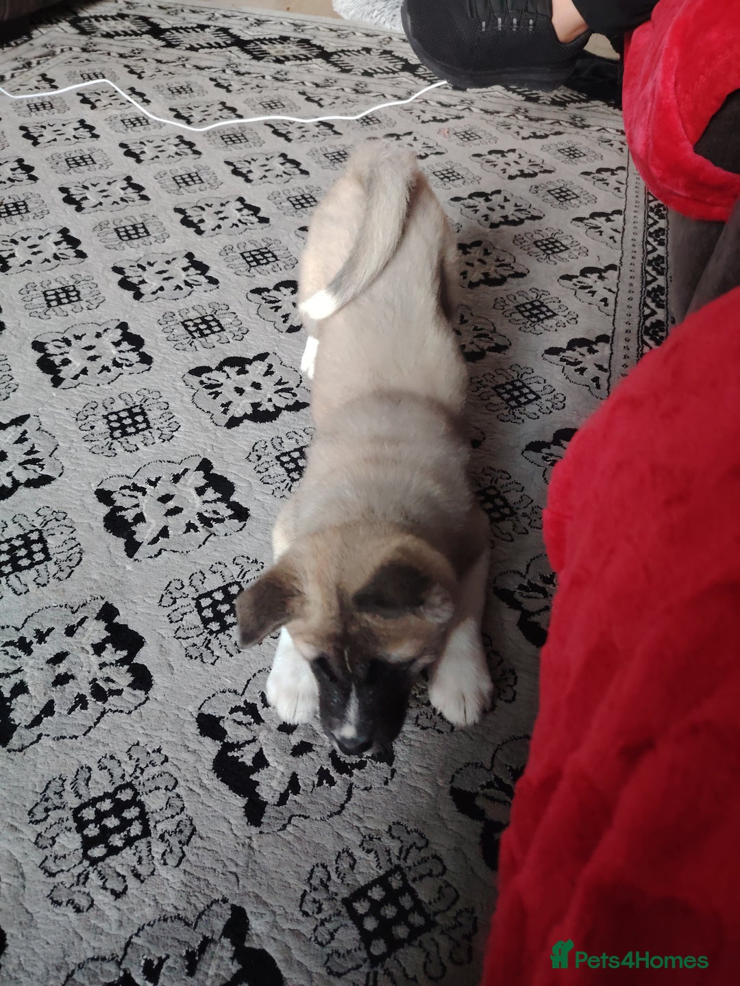 Akita dogs for sale: American akita sky  - Image 9
