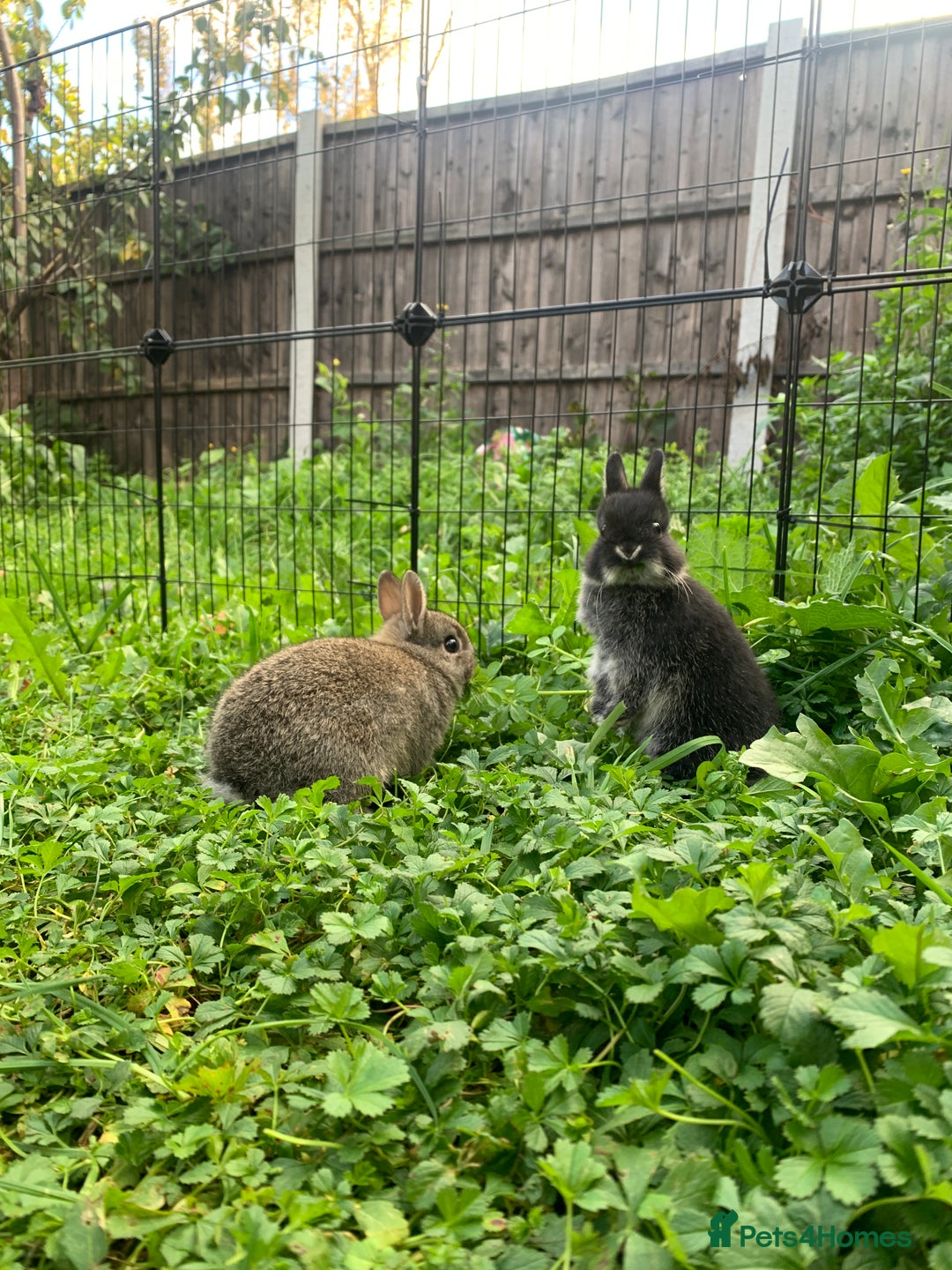 Netherland Dwarf rabbits for sale: Netherland Dwarf Rabbits - Advert 7