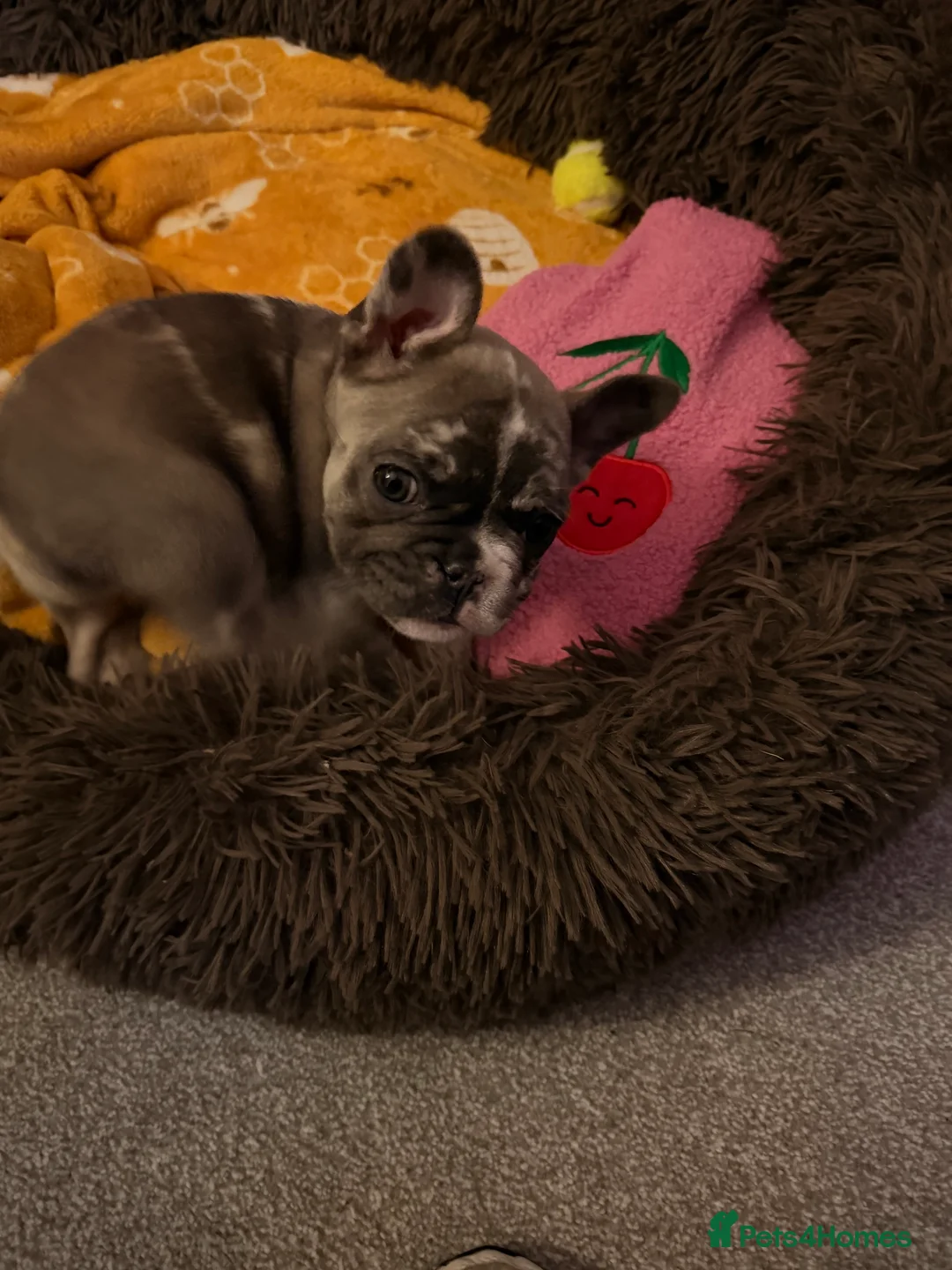 French Bulldog dogs for sale: Beautiful little Frenchie girl - Advert 4