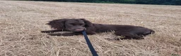 Cocker Spaniel dogs for sale: Chocolate brown Working Cocker Spaniel - Advert 1