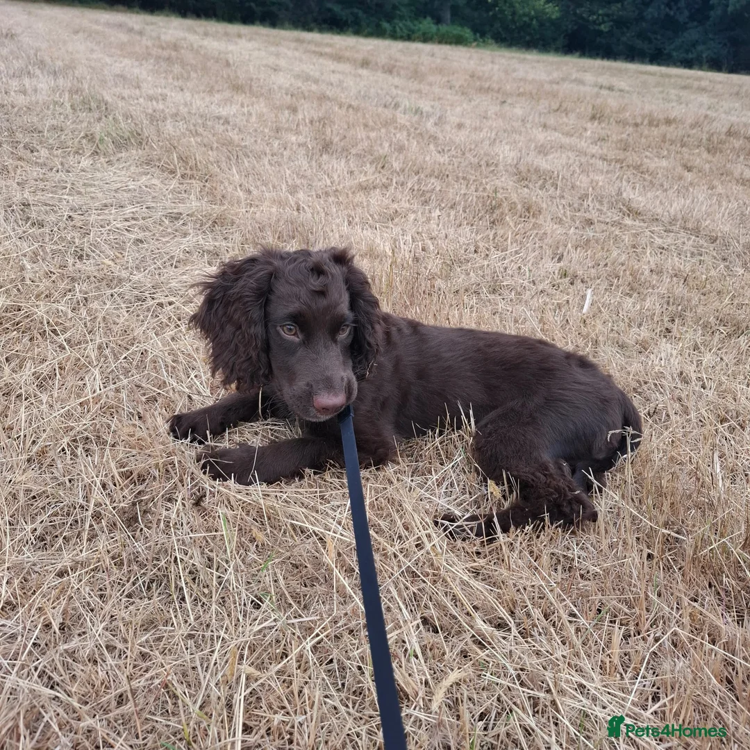 Cocker Spaniel dogs for sale: Chocolate brown Working Cocker Spaniel - Advert 1