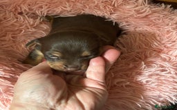 Jack Russell dogs for sale: Trad.working family short legged Jack Russell  - Advert 20