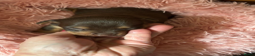 Jack Russell Puppy 6