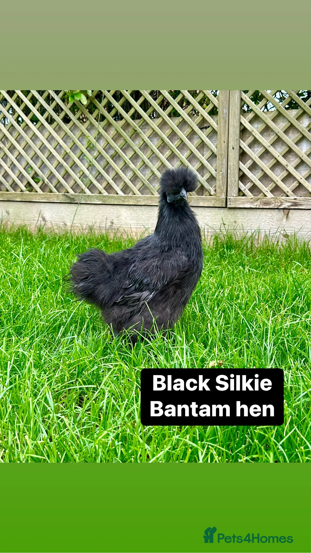 Chickens poultry for sale: Pure breed bantam hens at point of lay - Advert 10