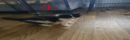 British Longhair cats for sale: Long haired kittens  in Waterlooville - Advert 33