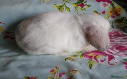 Mini Lop rabbits for sale: Pedigree Mini Lops - Image 13