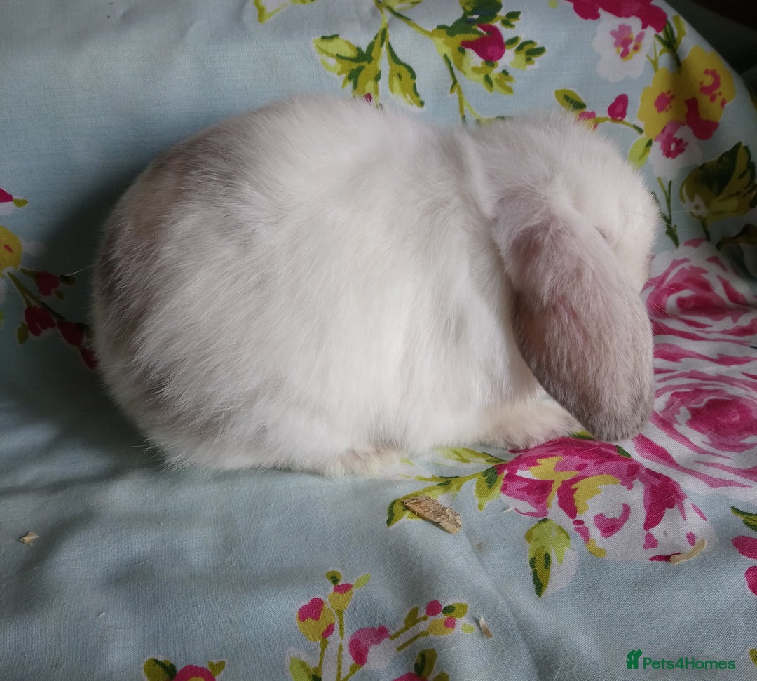 Mini Lop rabbits for sale: Pedigree Mini Lops - Image 13