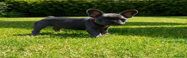 Red Collar- Blue Girl