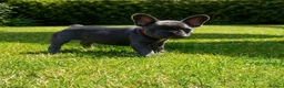 French Bulldog dogs for sale: 4 boys and 1 girl left. KC French Bulldog Puppies - Advert 25