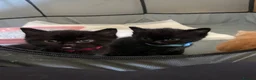 Mixed Breed cats for sale: Three beautiful funny kittens  in Ashford - Advert 2