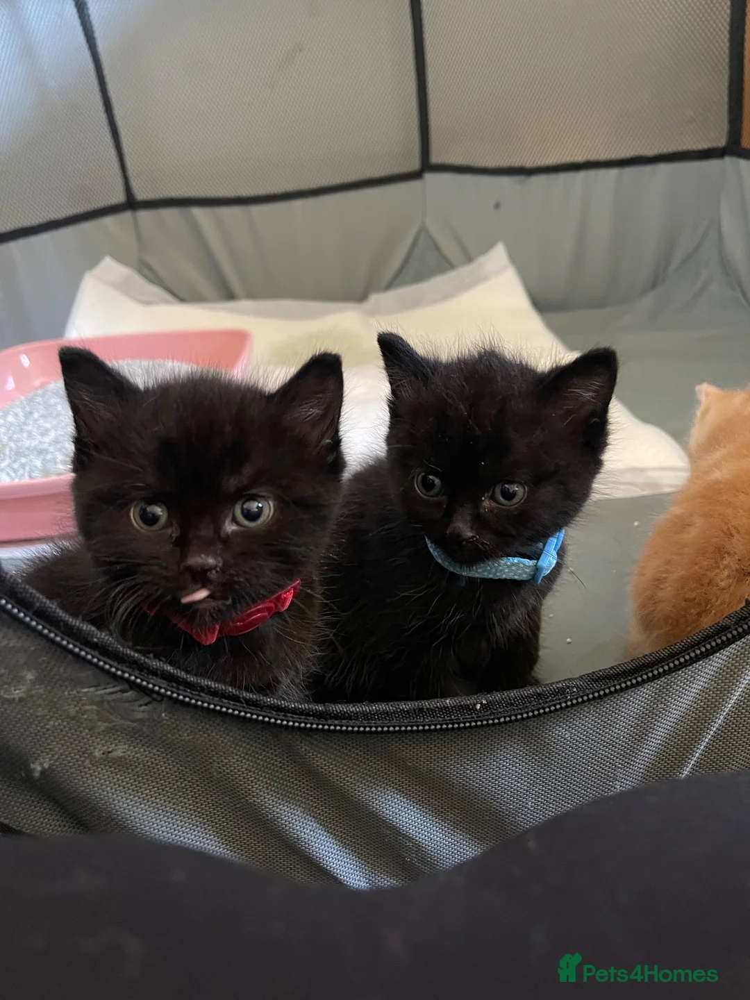 Mixed Breed cats for sale: Three beautiful funny kittens  in Ashford - Advert 2
