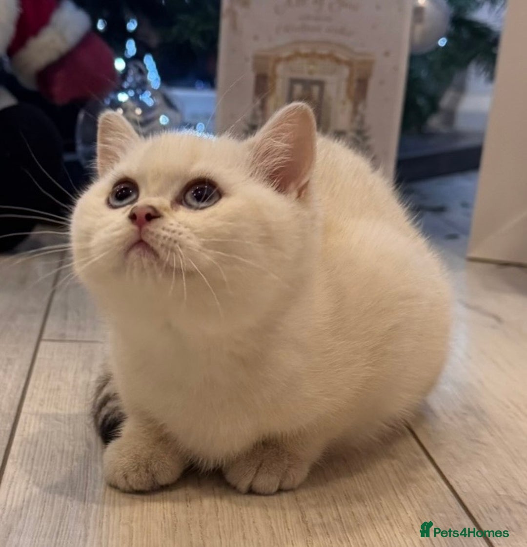 British Shorthair cats for sale: British Shorthair  - Advert 2