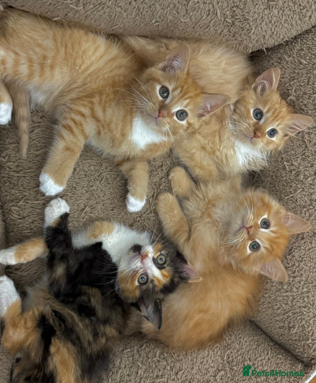 Mixed Breed cats for sale: GORGEOUS SIBERIAN X KITTENS  - Image 14