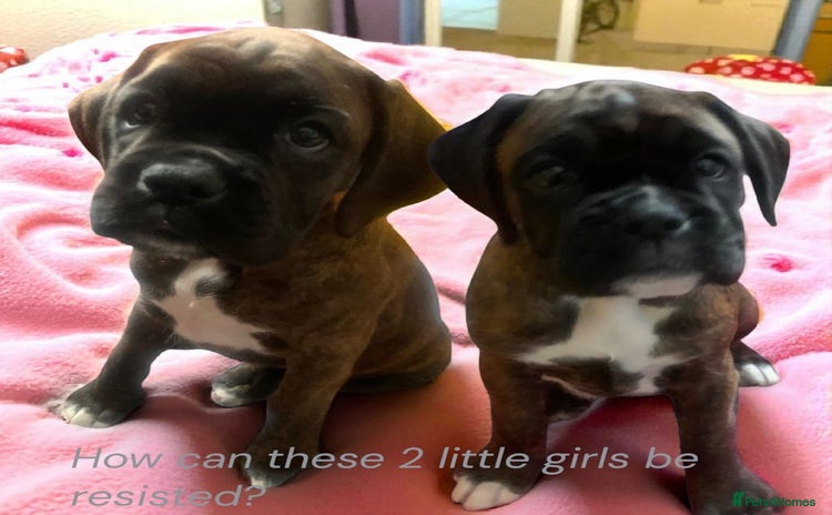 Boxer dogs - Advert 1