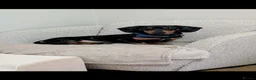 Dachshund dogs for sale: 🩷 2 Beautiful Isabella and Tan Dachshund Girls 🩷 - Advert 3