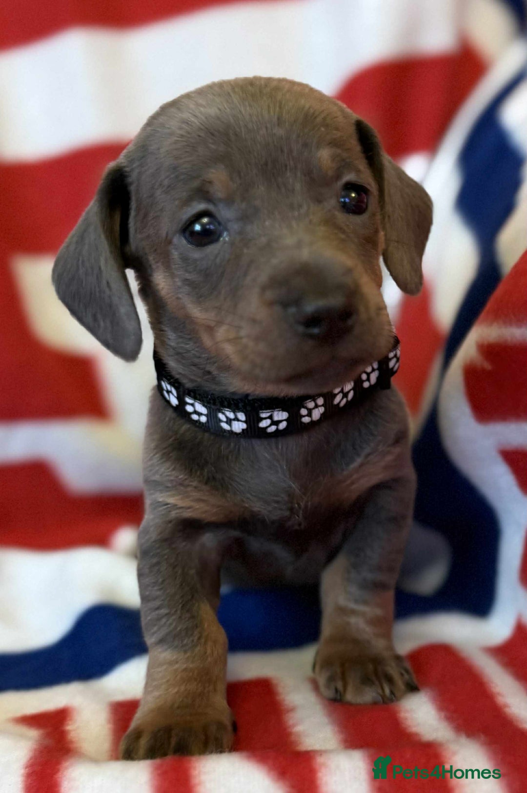 Dachshund dogs for sale: Beautiful Dachshund puppies - Advert 4