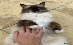 Ragdoll cats for sale: 🐾 Loving 21-Month-Old Male Seal Mitted Ragdoll 🐾 - Image 15