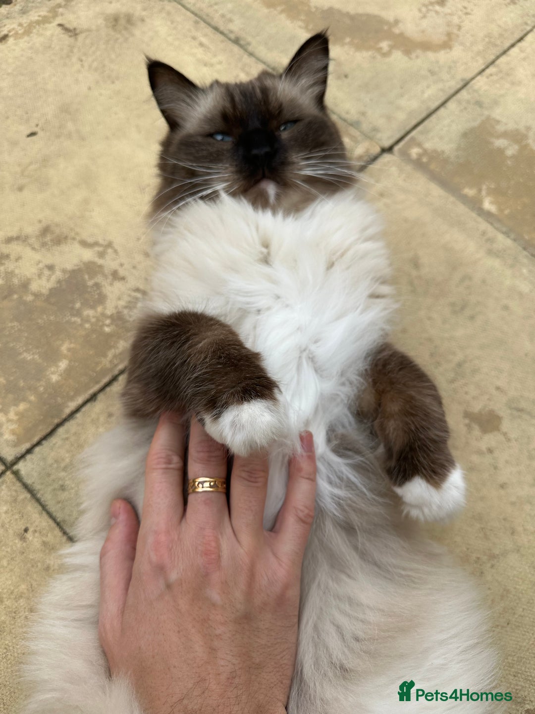 Ragdoll cats for sale: 🐾 Loving 21-Month-Old Male Seal Mitted Ragdoll 🐾 - Image 15