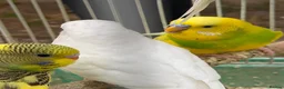 Budgerigars birds for sale: Budgies for sale - Advert 2