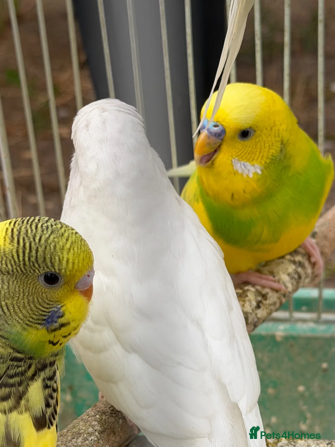 Budgerigars birds for sale: Budgies for sale - Advert 2