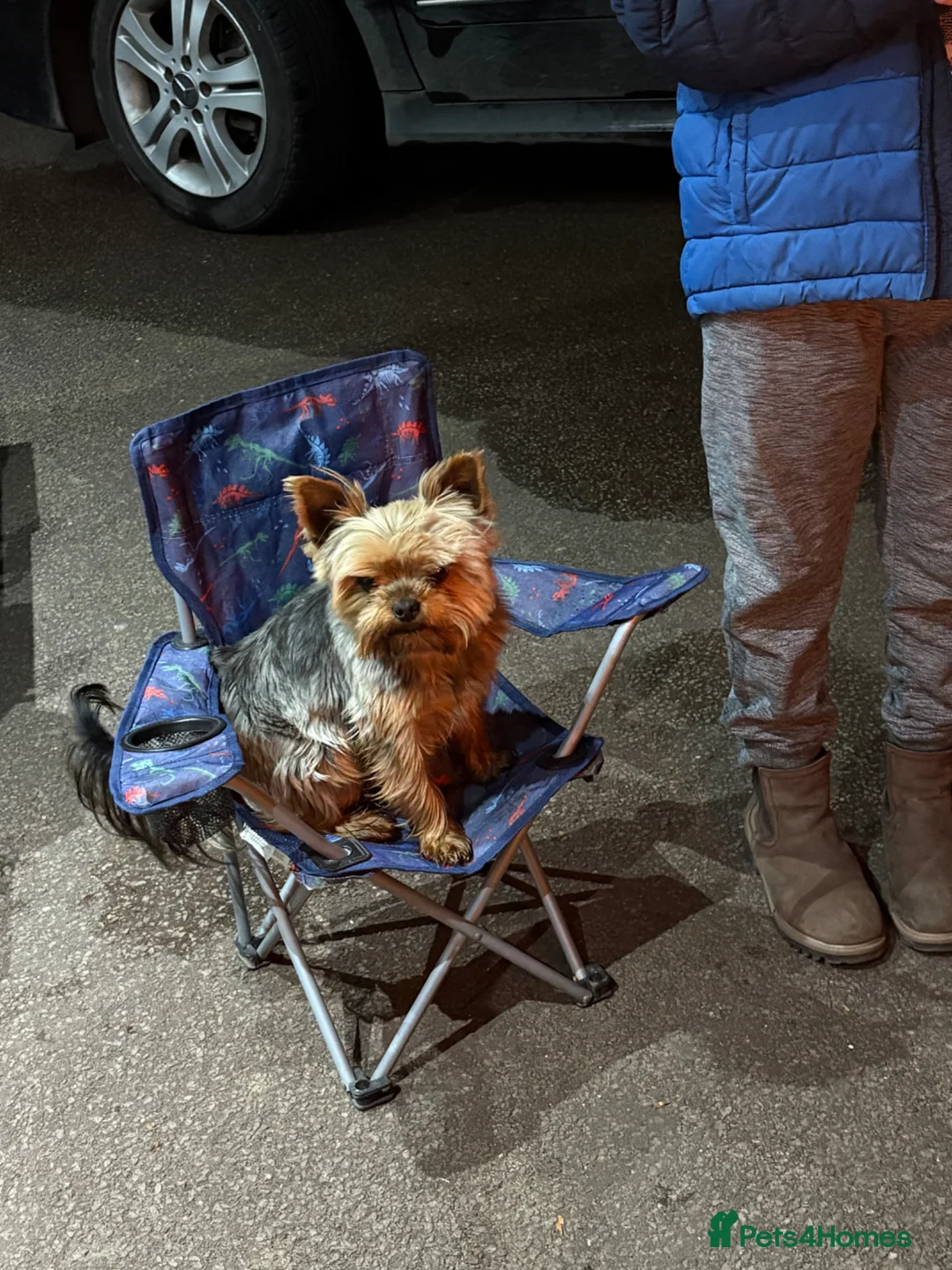 Yorkshire Terrier dogs for stud: Yorkshire terrier in Maidstone - Advert 3