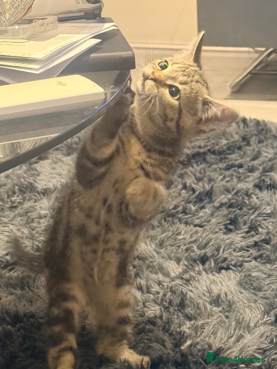 Mixed Breed cats for sale: Beautiful Playful Kittens –Ready for Loving Homes  - Advert 2