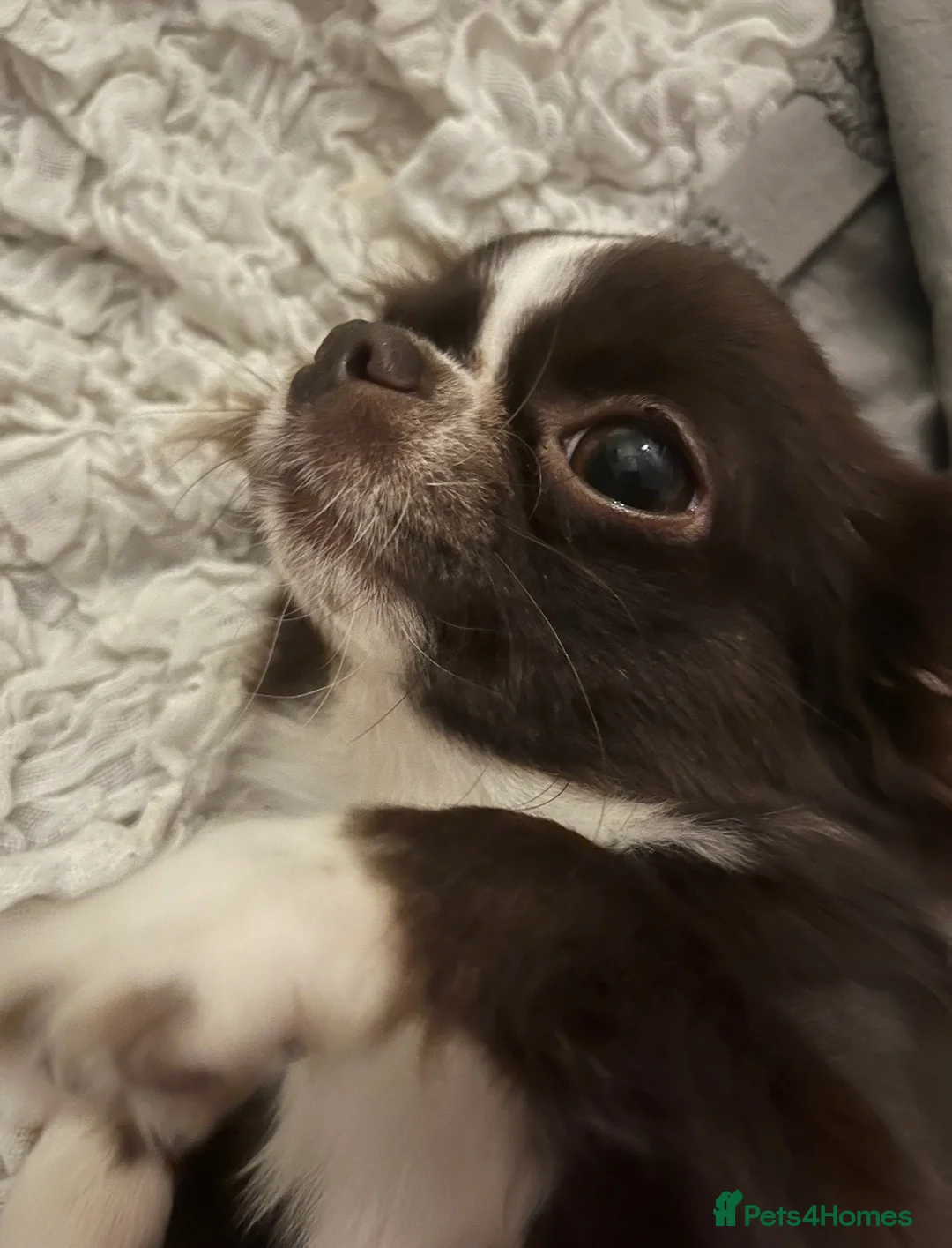 Chihuahua dogs for sale: Stunning female KC Russian Chihuahua - Advert 2