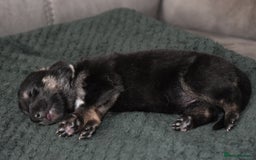 Shepsky dogs for sale: German shepherd x husky puppies - Image 30