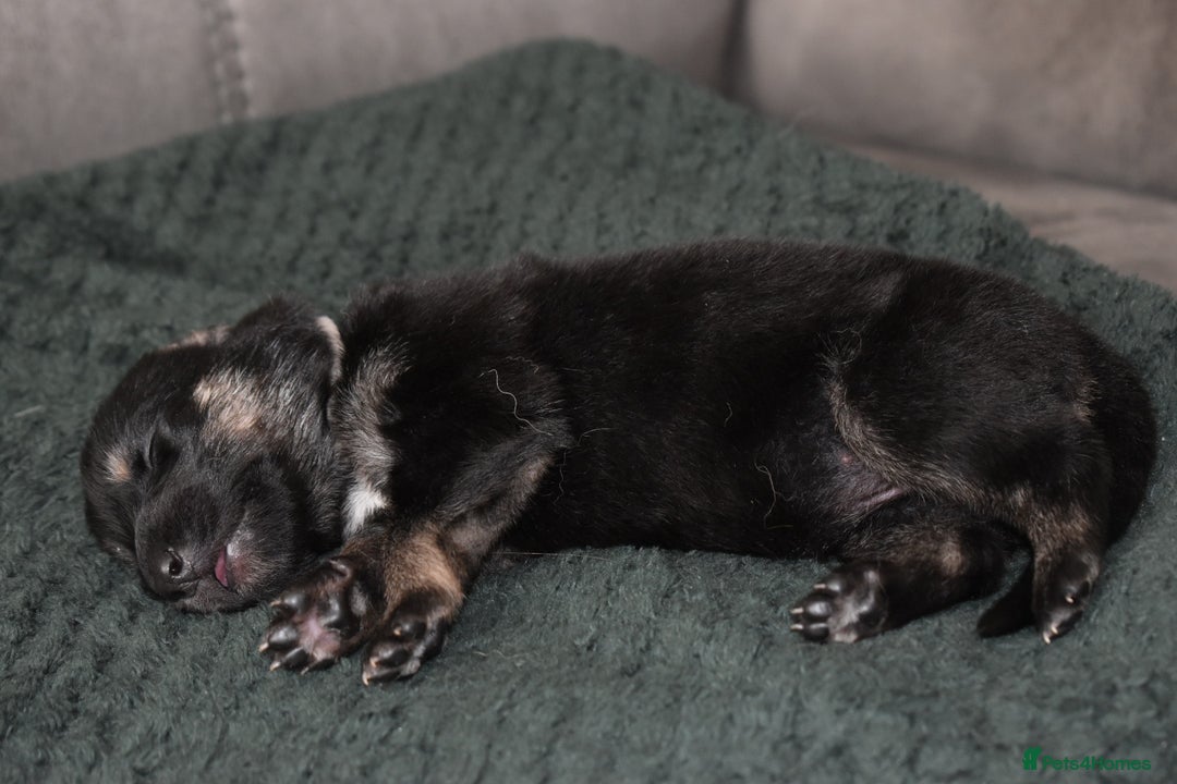Shepsky dogs for sale: German shepherd x husky puppies - Image 30