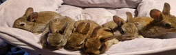 Mixed Breed rabbits for sale:   6 Gorgeous Ginger Male Bunnies for Sale 🐰 - Advert 5