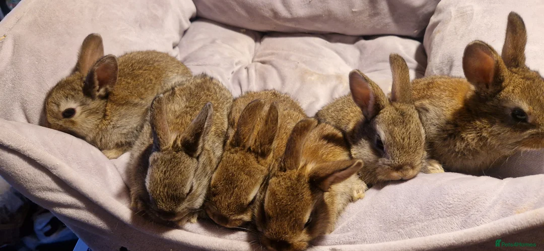 Mixed Breed rabbits for sale:   6 Gorgeous Ginger Male Bunnies for Sale 🐰 - Advert 5