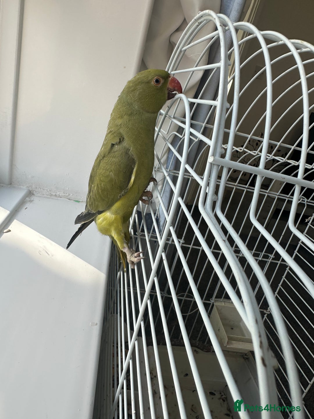 Patridge poultry for sale: Indian ring neck - Image 3