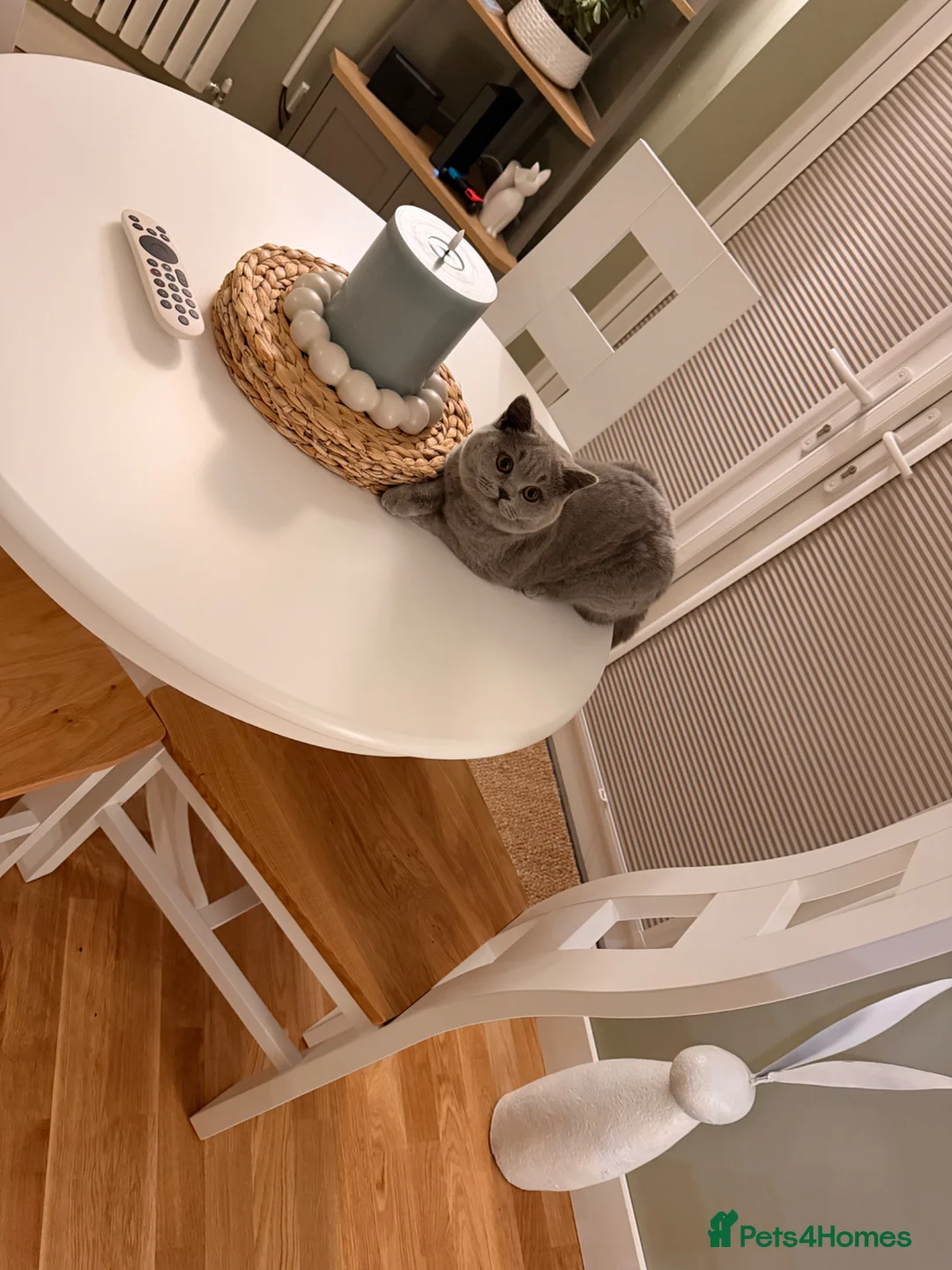 British Shorthair cats for sale: Female British shorthair 10 months old  in Whitby - Advert 2