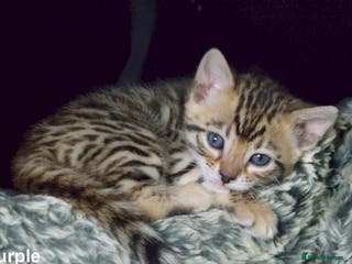 Bengal cats Bengal beautiful kittens - Advert 1