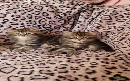 Perdoll cats for sale: Perdoll Kittens only boys - Image 9