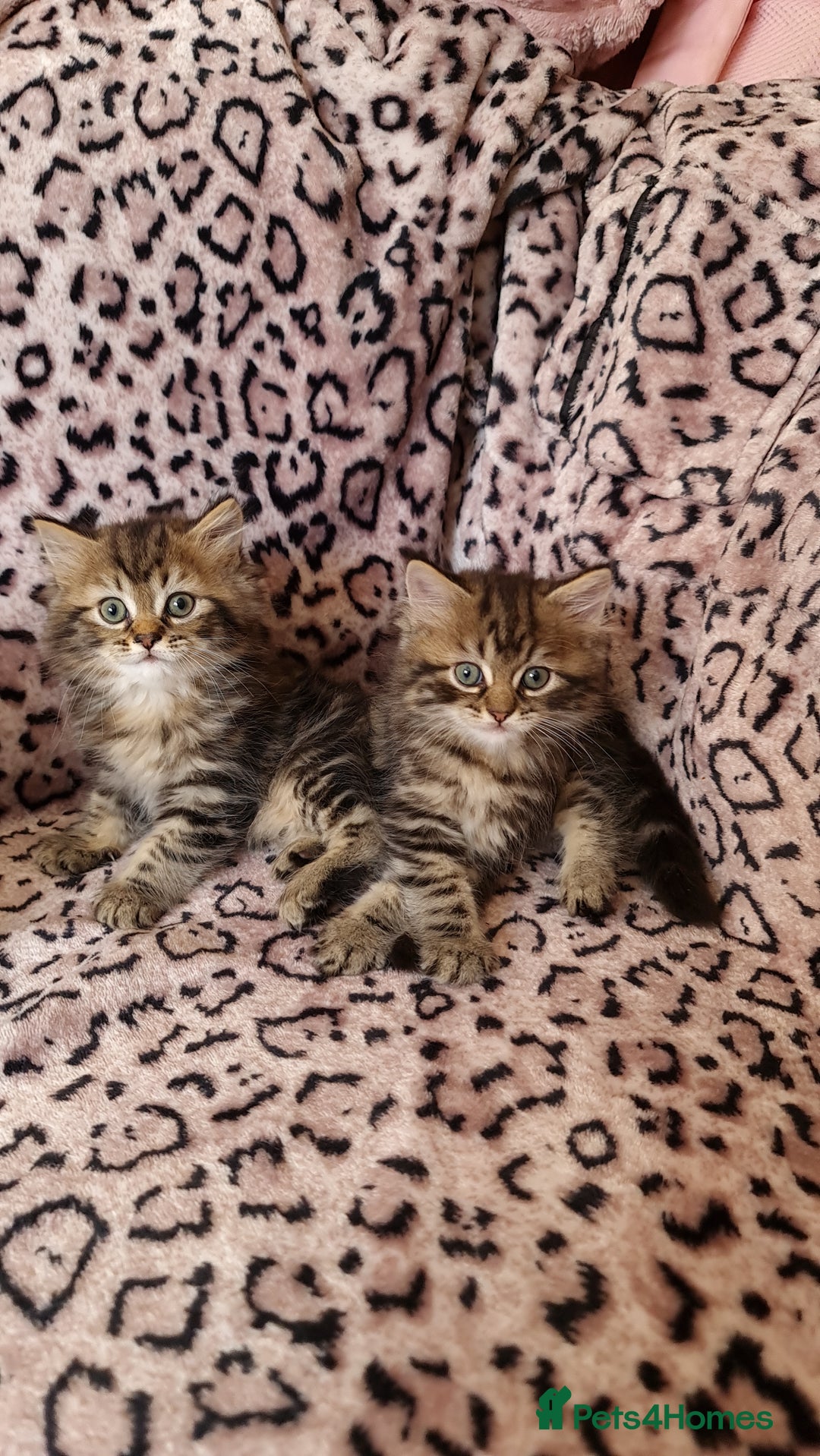 Perdoll cats for sale: Perdoll Kittens only boys - Image 9