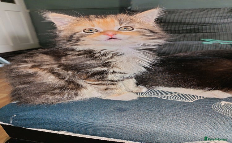 Mixed Breed cats - Advert 2