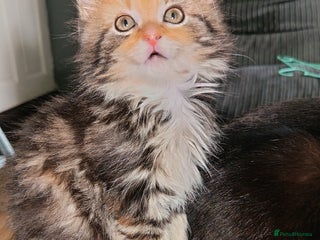 Mixed Breed cats - Advert 10