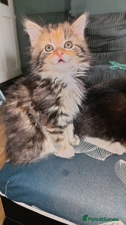 Mixed Breed cats - Advert 5