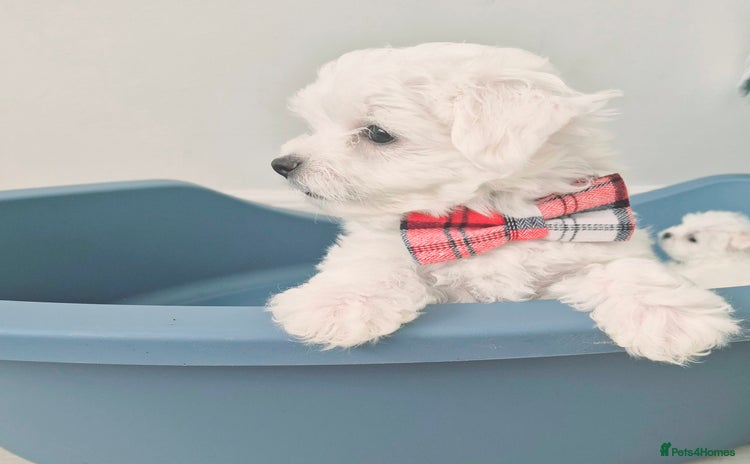Maltese dogs - Advert 4