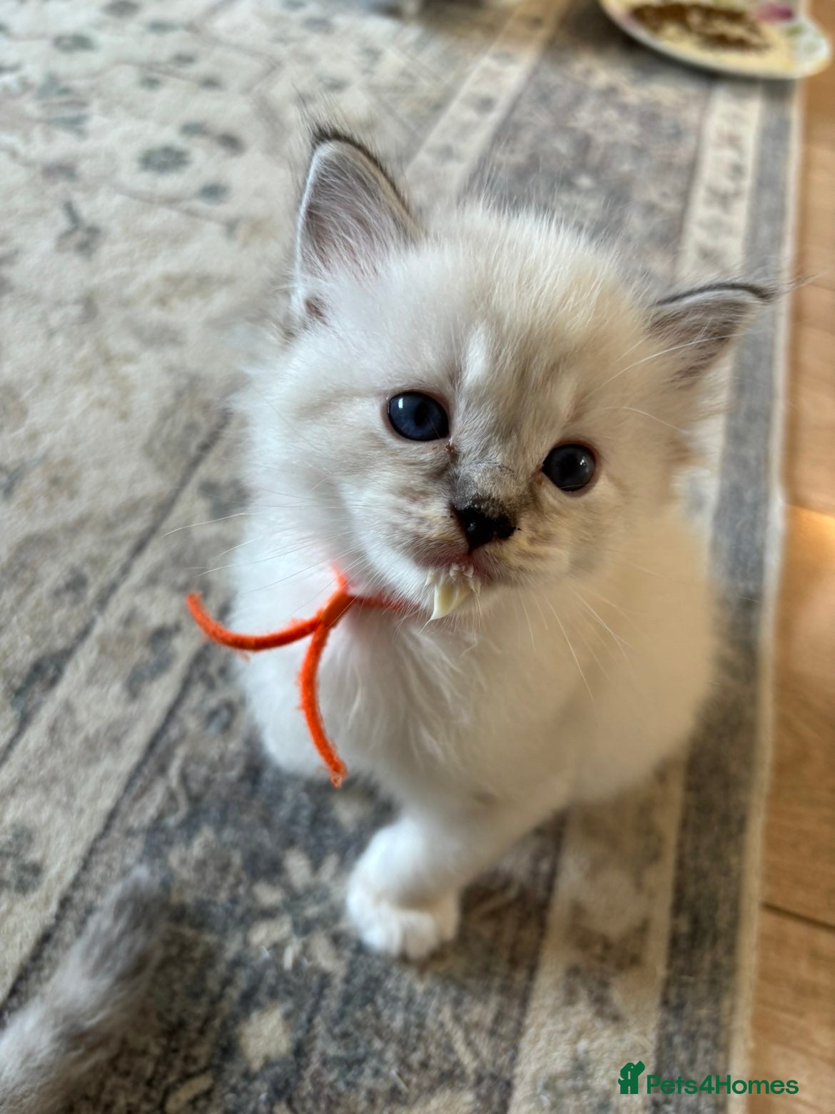 Ragdoll cats for sale: Ragdoll kittens in Menai Bridge - Advert 15