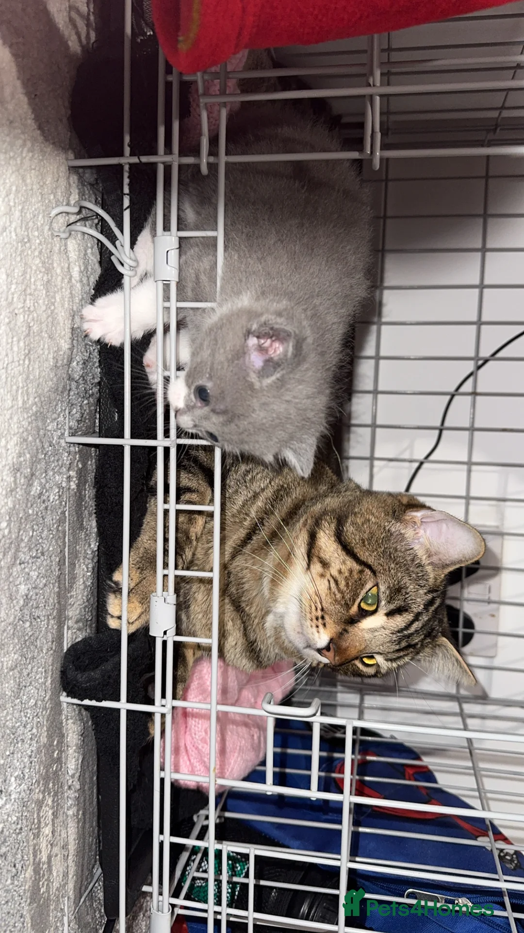 Mixed Breed cats for sale: Persian blue Russian & Tabby - Advert 15