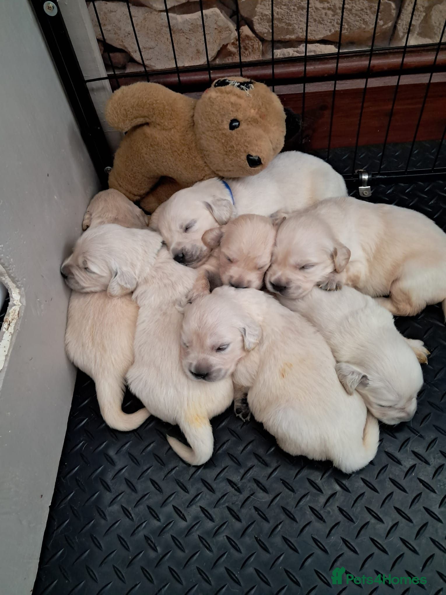 Golden Retriever dogs Golden Retriever Puppies – 6 Boys & 1 Girl 🐾 - Advert 2