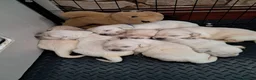 Golden Retriever dogs for sale: Golden Retriever Puppies – 6 Boys & 1 Girl 🐾 - Advert 2