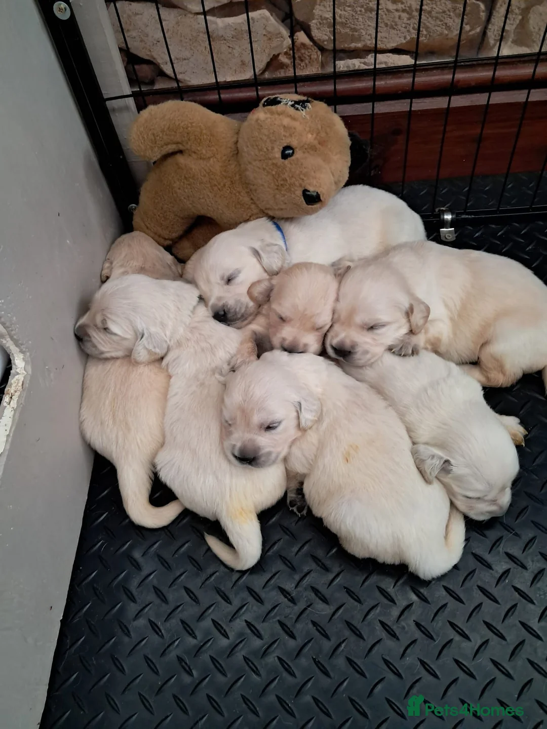 Golden Retriever dogs for sale: Golden Retriever Puppies – 6 Boys & 1 Girl 🐾 - Advert 2