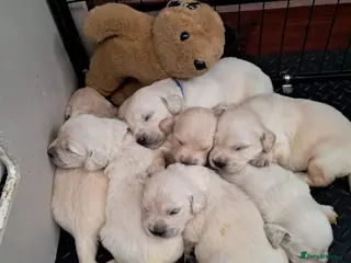 Golden Retriever dogs Golden Retriever Puppies – 6 Boys & 1 Girl 🐾 - Advert 1