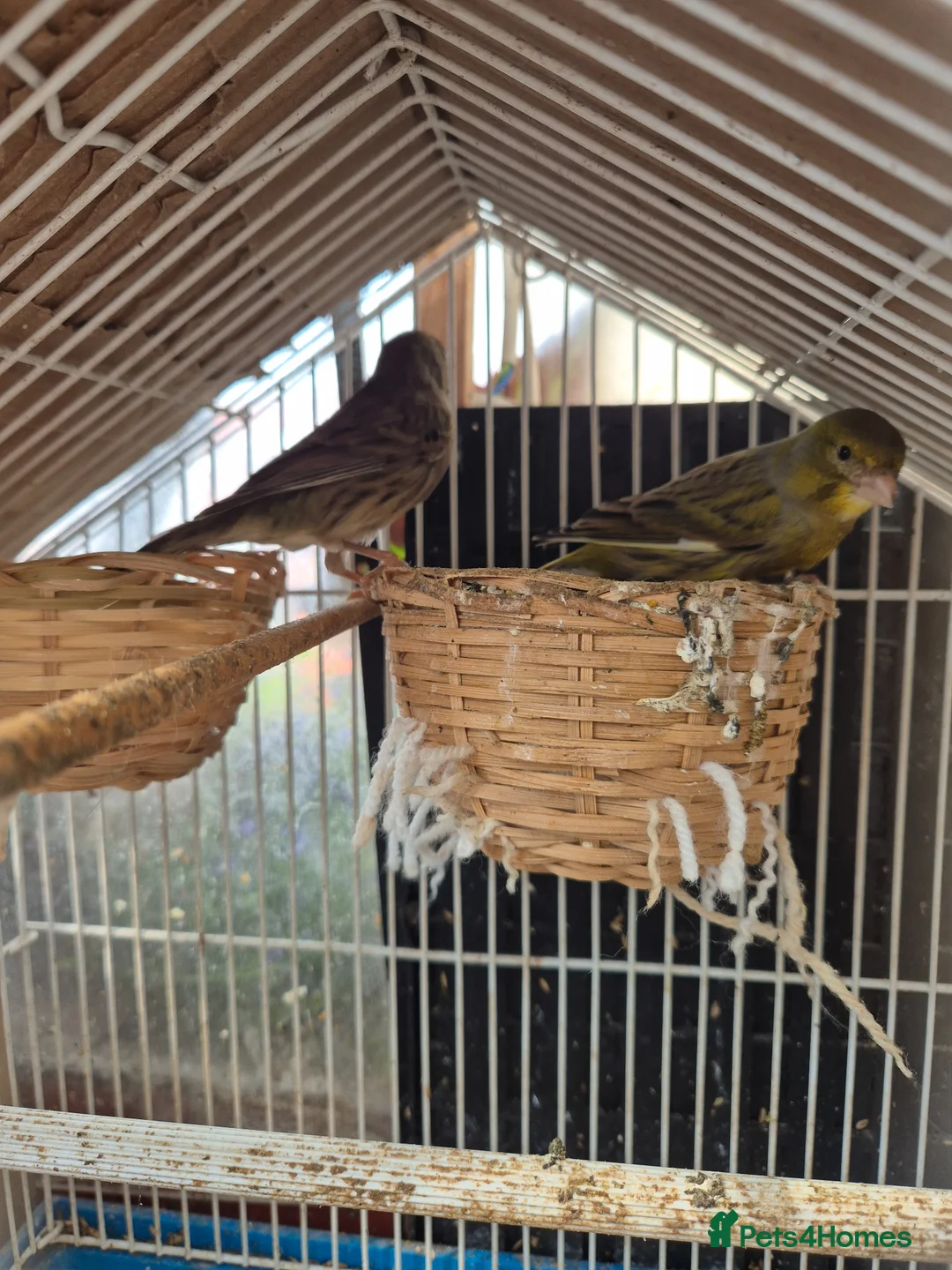 Canaries birds for sale: Males and Females Canaries for sale - Advert 2