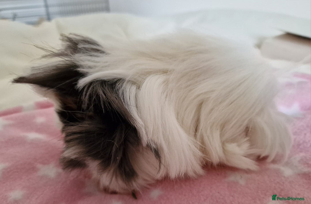 Guinea Pig rodents for sale: Pure Peruvian Sisters - Image 9