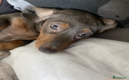 Miniature Dachshund dogs for sale: Female full breed Miniature dachshund - Advert 2