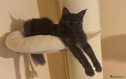 Maine Coon cats for sale: 25% OFF PURE MAINE COONS FROM CHAMPION BLOODLINE! - Image 23